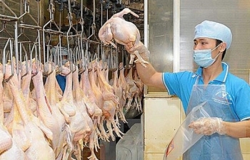 Nga – thị trường tiềm năng cho xuất khẩu thịt gà của Việt Nam