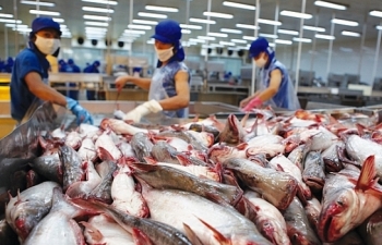 Xuất khẩu cá tra: Tín hiệu tích cực từ thị trường Mỹ, Eu, Trung Quốc