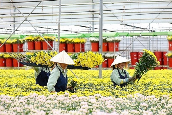 Việt Nam là thị trường cung cấp hoa lớn thứ 6 cho Nhật Bản
