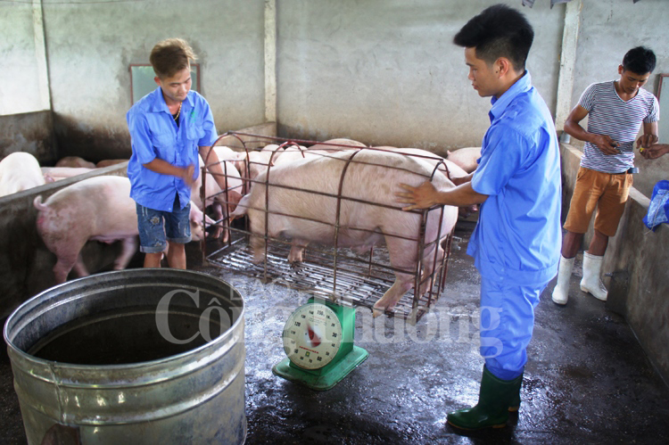 Công ty CP Lebio thu mua đợt lợn 330 con đầu tiên