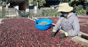 Giá cà phê tăng cao, người trồng vẫn không vui