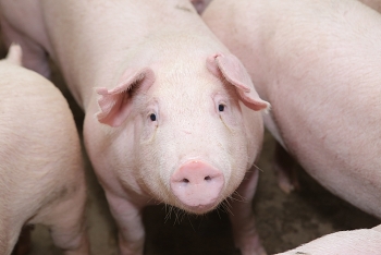 Tạm ngừng nhập khẩu lợn sống để giết mổ làm thực phẩm từ Thái Lan vào Việt Nam