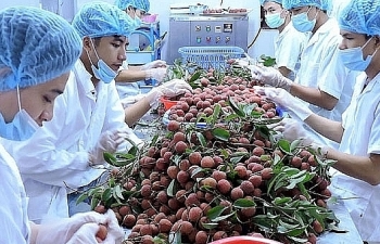 Chuyên gia Nhật Bản sẽ đến Việt Nam giám sát xuất khẩu vải thiều