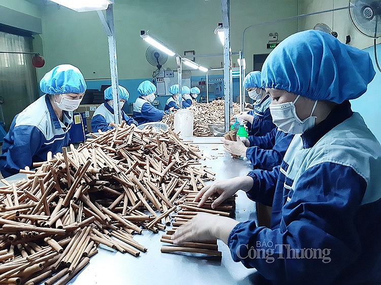 Công nhân tại Công ty TNHH Hương Gia Vị Sơn Hà đang phân loại quế