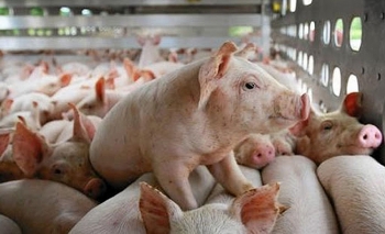 Tỷ lệ tái đàn lợn vẫn ở mức thấp