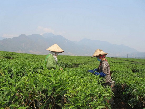 Tìm giải pháp "hạ nhiệt" thị trường phân bón: Bài 2. Mòn mỏi chờ giá phân bón hạ nhiệt