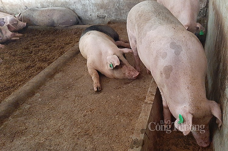 Giá lợn hơi hôm nay 10/6 không ghi nhận sự biến động tại cả ba khu vực