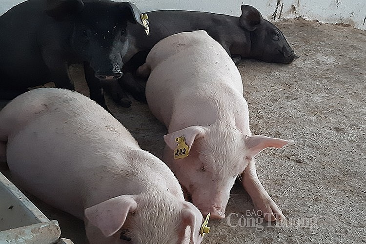 Giá lợn hơi hôm nay 13/6: Ghi nhận mức cao nhất 58.000 đồng/kg