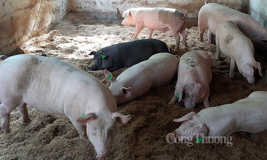 Giá lợn hơi hôm nay 27/6: Tăng nhẹ 1.000 đồng/kg tại một vài tỉnh thành