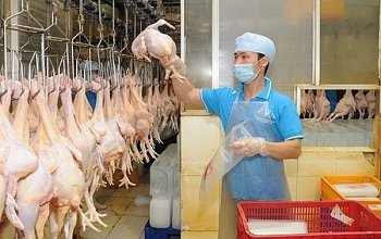 Xuất khẩu 600 tấn thịt gà chế biến sang Nhật Bản