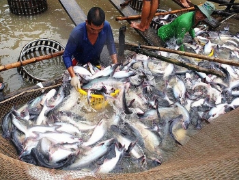 Ngành cá tra tìm cách “chinh phục” thị trường nội địa