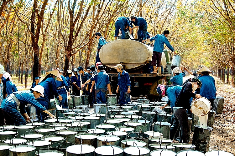 Năm 2022, Trung Quốc tiếp tục là thị trường tiêu thụ cao su lớn nhất của Việt Nam