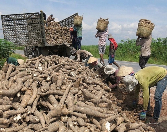 Trung Quốc tăng nhập khẩu sắn lát và tinh bột sắn từ Việt Nam