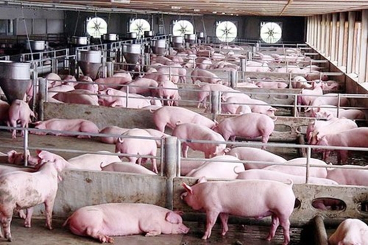 Giá lợn hơi hôm nay 22/9: Tiếp tục xu hướng tăng giảm trái chiều
