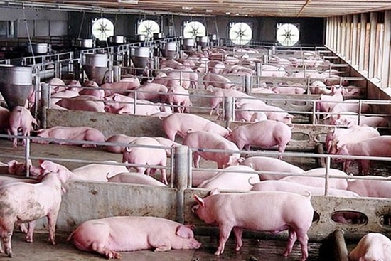 Giá lợn hơi hôm nay 14/5: Vượt mốc 60.000 đồng/kg