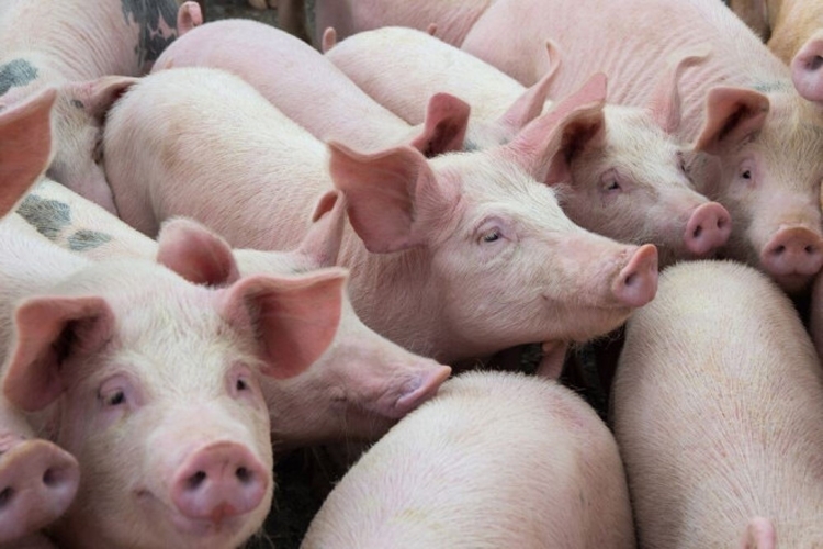Giá lợn hơi hôm nay 27/9: Dao động trong khoảng 75.000 - 82.000 đồng/kg