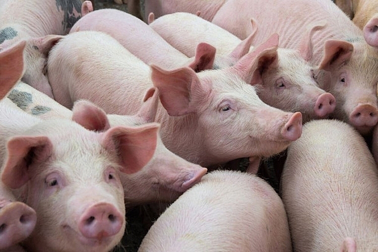 Giá lợn hơi hôm nay 13/1: Tiếp đà tăng, đã xuất hiện mức giá 85.000 đồng/kg
