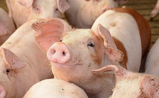 Giá lợn hơi hôm nay 14/11: Tăng, giảm trong phạm vi hẹp