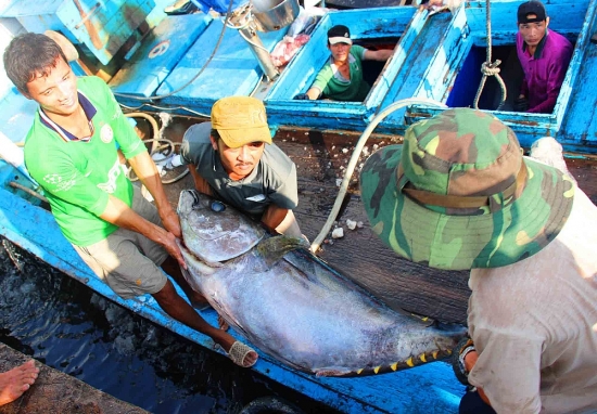 Kiểm soát chặt tàu cá, quyết gỡ thẻ vàng đối với hải sản Việt Nam