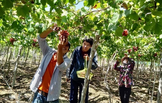 Phát triển du lịch nông thôn: Cần những bước đi thận trọng