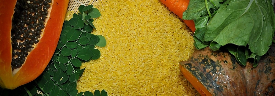 Philippines là quốc gia đầu tiên trên thế giới cấp phép canh tác Gạo Vàng BĐG - Golden Rice (Nguồn: IRRI)