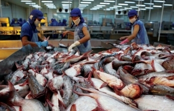 Xuất khẩu cá tra sang thị trường Trung Quốc cần hướng đến chính ngạch