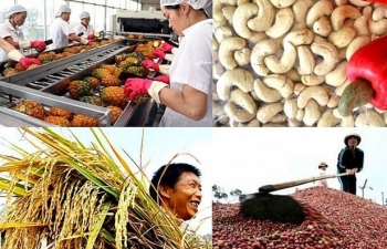 Nông sản xuất khẩu: Doanh nghiệp và người nông dân cần phải thay đổi