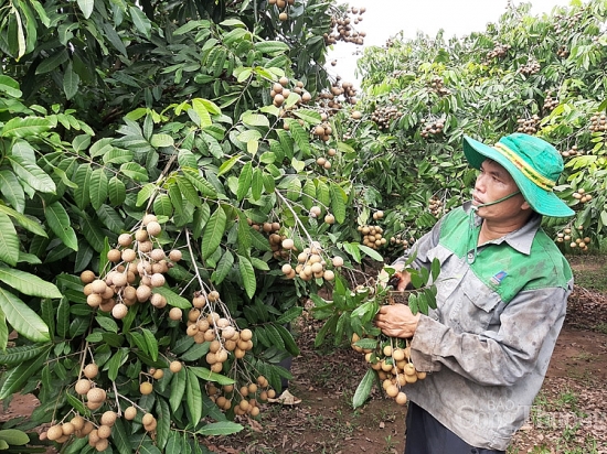 EVFTA và lực đẩy buộc nông sản, doanh nghiệp Việt phải tự “nâng cấp”