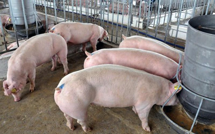 Giá lợn hơi hôm nay 7/5: Tiếp tục giảm ở một vài địa phương