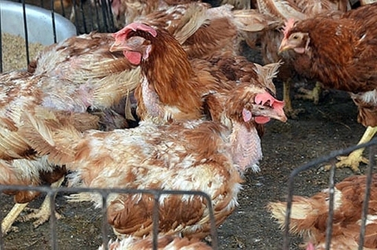 Thủ tướng yêu cầu ngăn chặn vận chuyển trái phép động vật, bảo đảm nguồn cung thực phẩm
