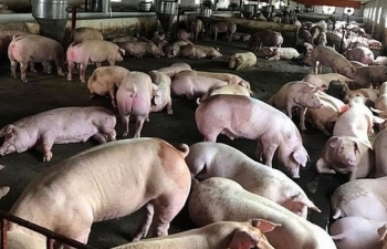 Tạm dừng nhập khẩu thịt lợn và sản phẩm thịt lợn từ Hungary và Ba Lan vào Việt Nam