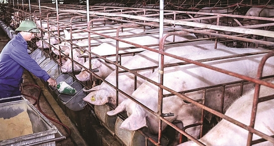 Giá lợn hơi hôm nay 21/10: Giảm nhẹ từ 1.000- 2.000 đồng/kg tại nhiều địa phương trên cả nước