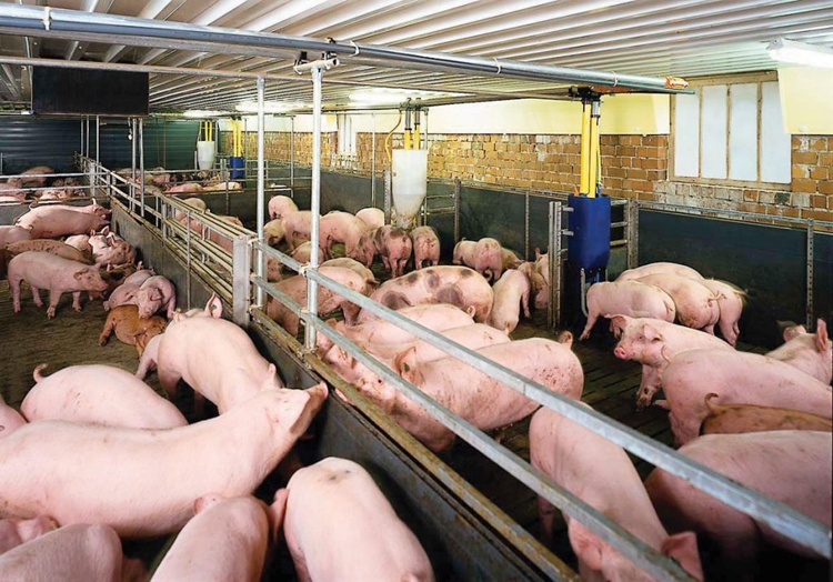 Giá lợn hơi hôm nay 11/11: Đà giảm lan rộng tại nhiều địa phương