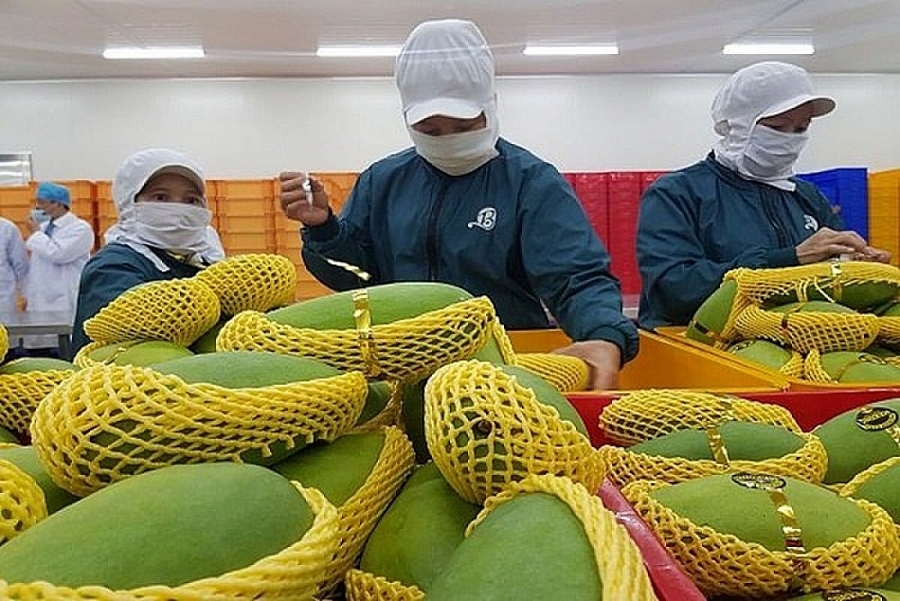 8 tháng năm 2023: Xuất khẩu rau quả sang thị trường Trung Quốc tăng trưởng 3 con số