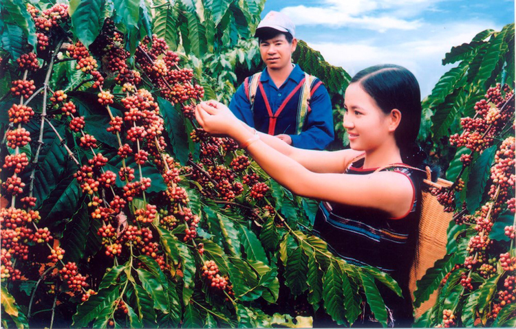170 tỷ đồng xây dựng cà phê Việt chất lượng cao