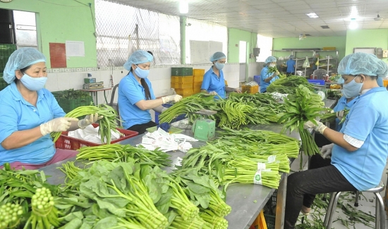 Đài Loan tăng nhập khẩu rau củ từ thị trường Việt Nam