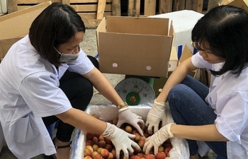 Nhật Bản chính thức "mở cửa" cho quả vải thiều Việt Nam