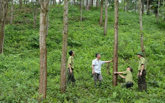 Quỹ Việt Nam xanh: Thêm nguồn lực giữ màu xanh cho rừng