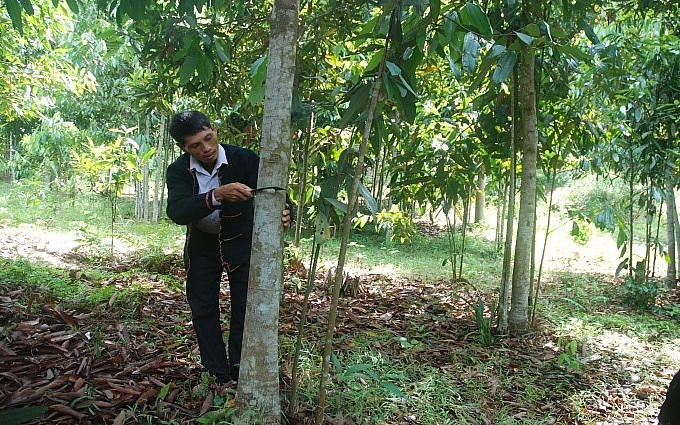 Anh Triệu Toàn Phú ở thôn Khe Mạ, xã Phong Dụ Thượng (Văn Yên, Yên Bái) đang khai thác vỏ quế.