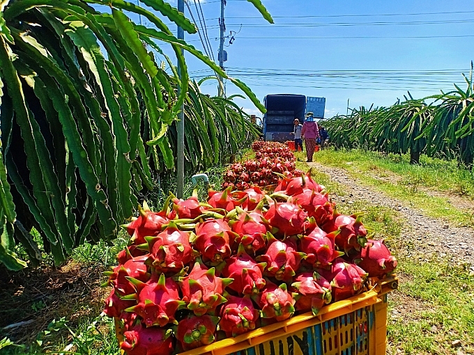 Trung Quốc tiếp tục ‘hút hàng’, thanh long được giá sau Tết