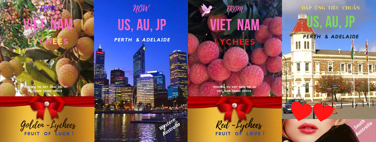 9 tấn vải U hồng Việt Nam chuẩn bị được xuất khẩu sang Australia