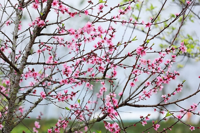 Cận cảnh những loại hoa đào đẹp ngỡ ngàng tại Sun World Fansipan Legend