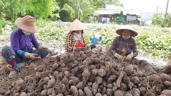 dua khoai lang xuat khau chinh ngach sang trung quoc