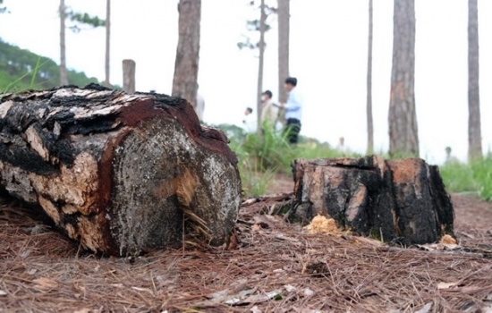 Chủ tịch tỉnh Lâm Đồng kiểm tra vụ phá rừng thông quy mô lớn ở Đà Lạt