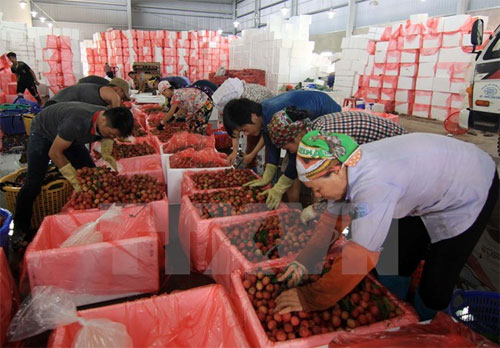 Doanh nghiệp Việt tăng tốc đón đầu FTA với Liên minh Kinh tế Á-Âu