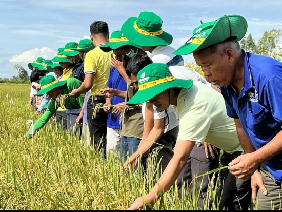 Nhà nông phấn khởi thu lợi nhờ mô hình liên kết sản xuất lúa chất lượng cao của PVCFC