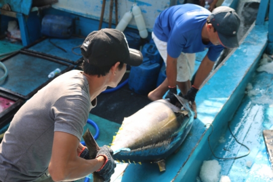 Xuất khẩu cá ngừ tháng 9 giảm 15%
