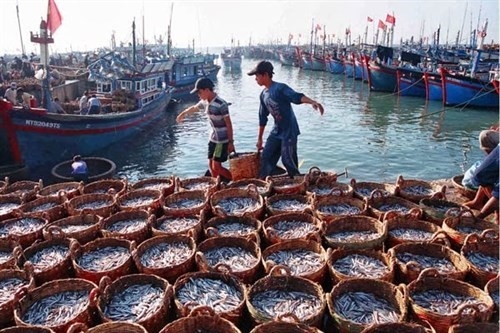 Giá nhiên liệu giảm, 80% tàu thuyền của Tiền Giang ra khơi khai thác hải sản