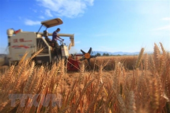 FAO dự báo thế giới chi 1.940 tỷ USD cho nhập khẩu lương thực