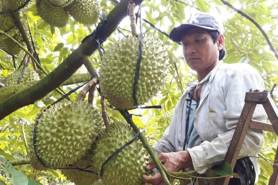 Phân bón hữu cơ cao cấp OM CAMAU: Đất giàu – Cây khỏe